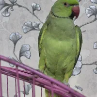 طوطی ملنگو|پرنده|قم, شاه سید علی|دیوار