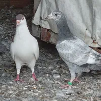 یک جفت کبوتر|پرنده|گرگان, |دیوار