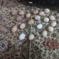 تخم مرغ لاری