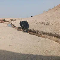 سگ گمشده|حیوانات|خمین, |دیوار