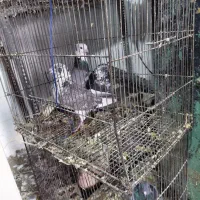 فروش کبوتر نر بزک|پرنده|دزفول, |دیوار