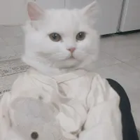 گربه با هزینه