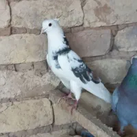 ابلغ سرور