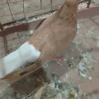 سرخ با ساده هفرنگ نر