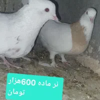 کفتر