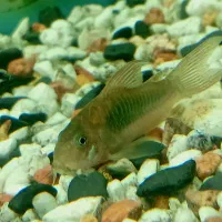 زینتی ماهی|ماهی|الوند, |دیوار