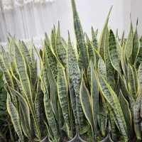 گل طبیعی آپارتمانی سانسوریا ابلق15شاخه ریشه پرفقط|گل و گیاه طبیعی|فردیس, شهرک وحدت|دیوار