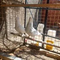 کبوتر زینتی|پرنده|فردوس (خراسان), |دیوار