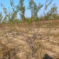 نهال و درخت درختچه های 6وهفت ساله شاخه دار|خدمات باغبانی و درختکاری|تهران, راه آهن|دیوار