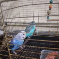 عروس هلندی و مرغ عشق|پرنده|کرمان, |دیوار