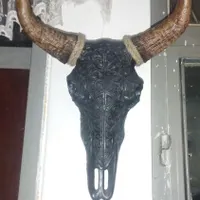 شاخ گاو دکور