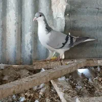 کفتر ماده پرشی