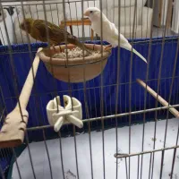 جفت قناری سوپر