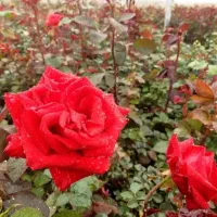 هرهفته به یک جای گردشی این هفته به هفت باغ کرمان