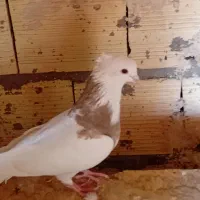 طوقی|پرنده|قم, شاه سید علی|دیوار