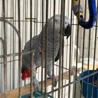 کاسکو دم قرمز