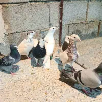کفتر ۱۲تا