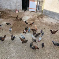 جوج خروس محلی