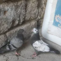 جوجه کفتر پرشی