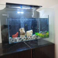 آکواریوم ماهیران|ماهی|اهواز, کمپلو جنوبی|دیوار