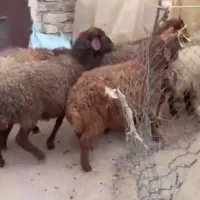 بره‌ماده‌و‌نر