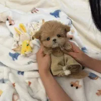 فسقلی های بامزه عروسکی|سگ|کرمانشاه, |دیوار