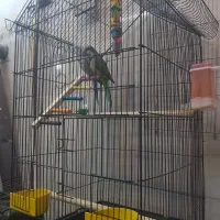 طوطی راهب جفت مولد|پرنده|شاهنجرین, |دیوار