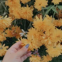 آموزش گیاهان دارویی