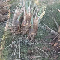 جنگ فروشی|گل و گیاه طبیعی|بم, |دیوار