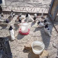 به دلیل نگه داشتن