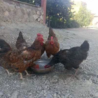 ۶ مرغ تخم گذار|حیوانات مزرعه|خوی, |دیوار