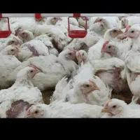 کارگر مرغداری