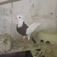 کبوتر طوقی (معاوضه با مرغ عشق و قناری نر )|پرنده|کنگاور, |دیوار