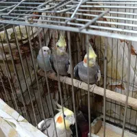 عروس هلندی ومرغ عشق