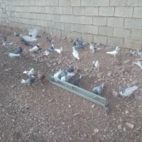 فروش فوری ۸۰عدد کبوتر ناب وپرشی|پرنده|کوهدشت, |دیوار