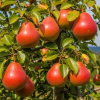 شاهمیوه طعم شیرین ابریشمی و بازارپسند