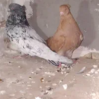 یه جفت کفتر اس تازه داره خال میاره|پرنده|ساوه, |دیوار