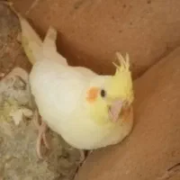 عروس هلندی البینو و لوتینو دونخور