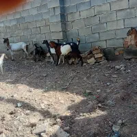 بز.   بزغاله.   گوسفند.    گاو.     گوساله|حیوانات مزرعه|کرمانشاه, |دیوار
