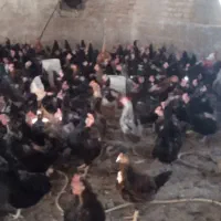 مرغ تخم گذارازتولیدبه مصرف وزن 2تا2500کیلوگرم