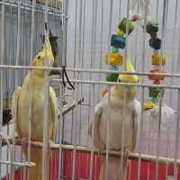 یک جفت عروس هلندی لوتینو کاملا دستی