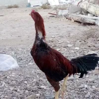 جوجه لاری دوماهه سه ماهه سه دانگ تا ۴دانگ|حیوانات مزرعه|سمنان, |دیوار