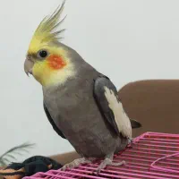 عروس هلندی نر سخنگو