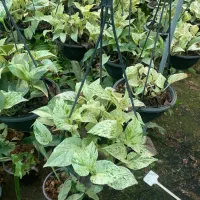 پتوس سبز، نئون ، ارتشی ،حصیری ،مرمری