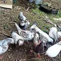 کفتر کبوتر|پرنده|رشت, یخسازی|دیوار