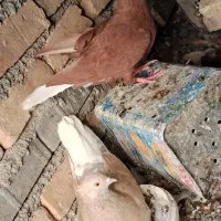 کبوتر کفتر