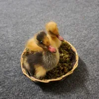 جوجه اردک تزیینی