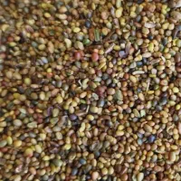 شبدر1 ش ب د ر یونجه1 ی و ن ج ن ه