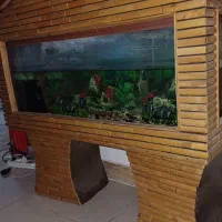 اکواریوم ماهی