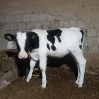 گاو شیری با بچه ماده ۶ ماهه|حیوانات مزرعه|نمین, |دیوار